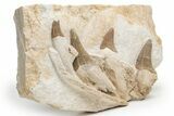 Fossil Primitive Whale (Pappocetus) Mandible Section - Morocco #219931-1